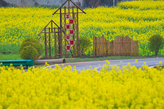 油菜花