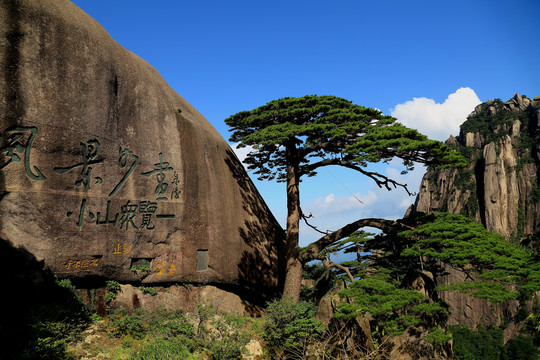 黄山迎客松