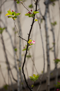 三月里的垂丝海棠盛开