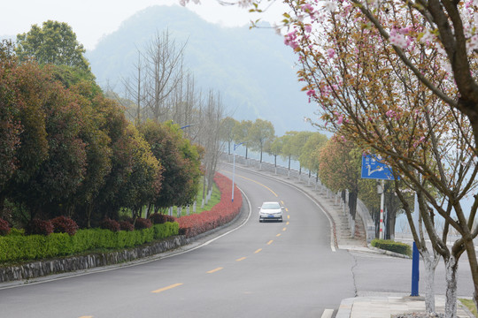 樱花大道