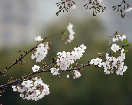 樱花