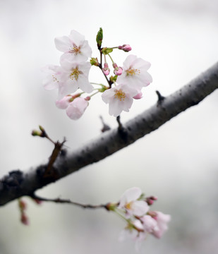 樱花