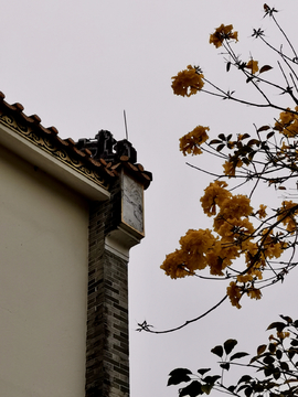 黄风铃花与古建筑