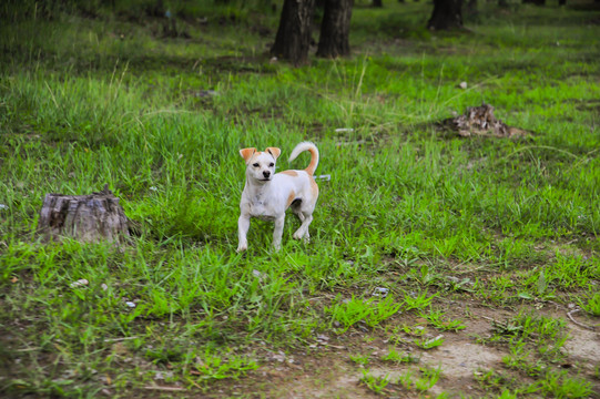 中华田园犬