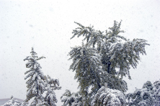 白雪压青松