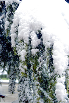 白雪皑皑