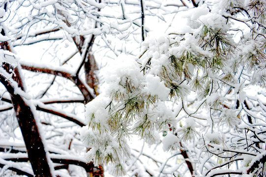 白雪皑皑