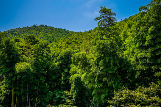 南山竹海