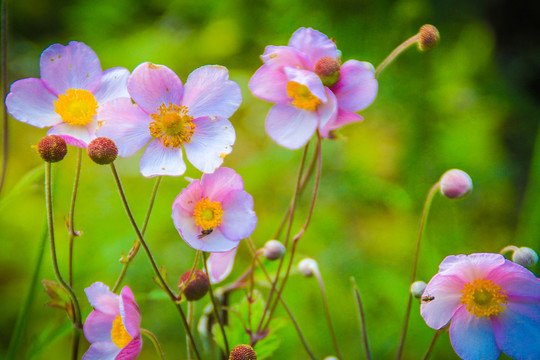 野棉花