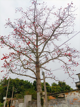 木棉树