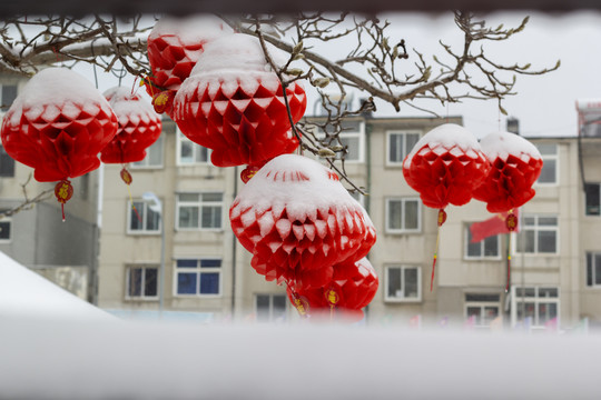 盖着雪被的红灯笼