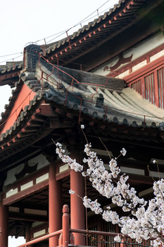 青龙寺的樱花