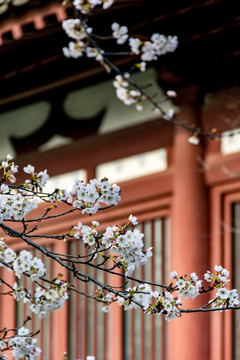 青龙寺初开的樱花