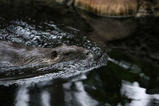 水獭