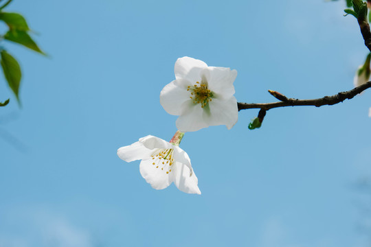 樱花