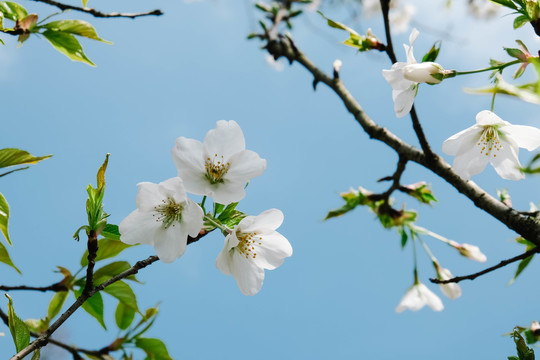 樱花