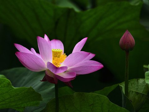 红莲花荷花花卉图案