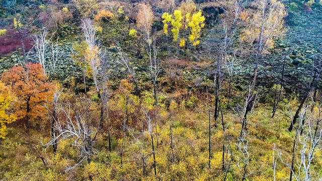 秋季多彩树林