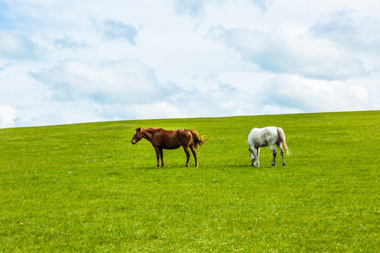 草原吃草的马