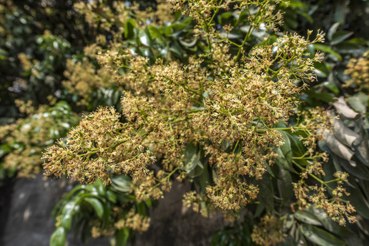 荔枝开花