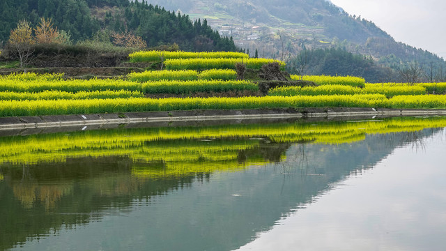 油菜花