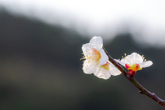 为有暗香来