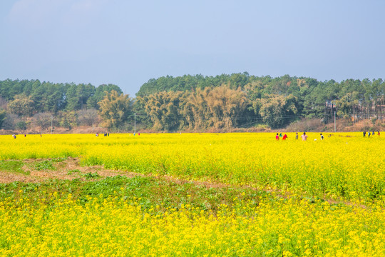 油菜花海