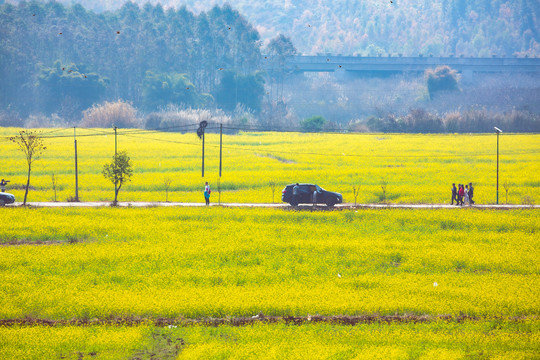 田野春光