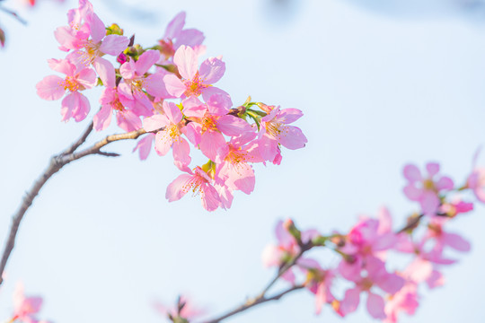 美丽樱花