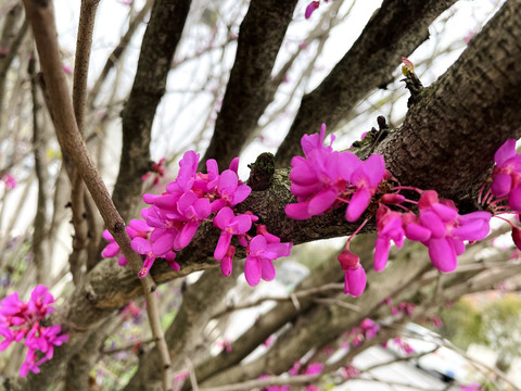 紫荆花