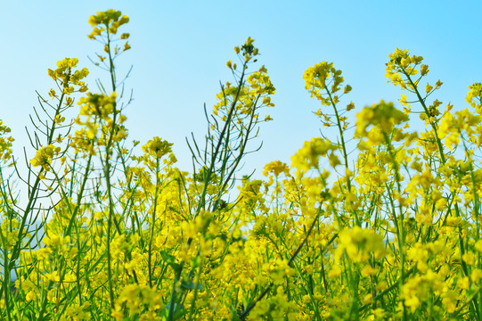 油菜花