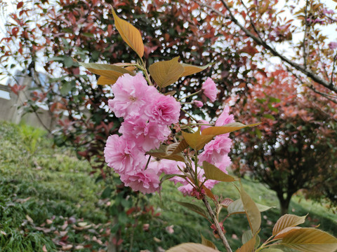 樱花