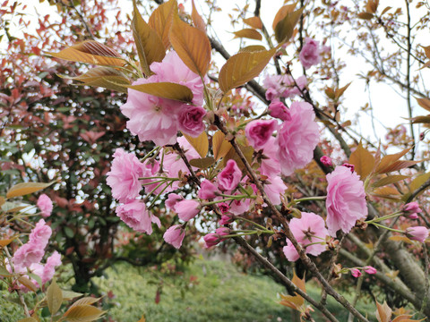 樱花