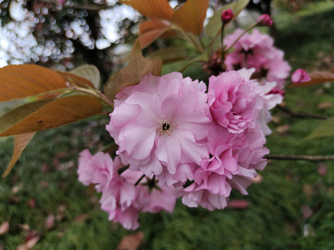 樱花