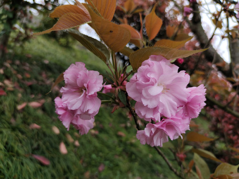 樱花