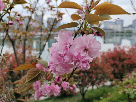 樱花