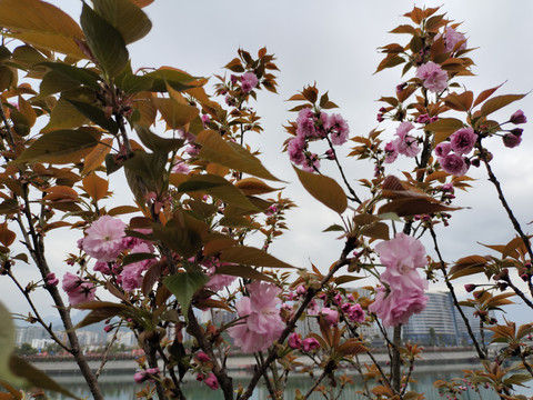 樱花