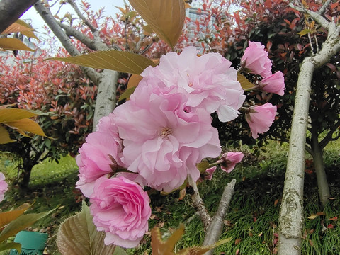 樱花特写