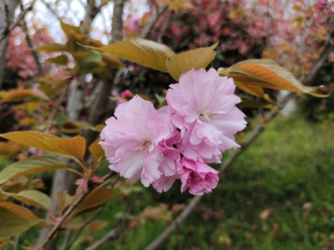樱花