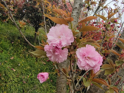 樱花