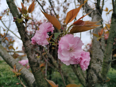 樱花