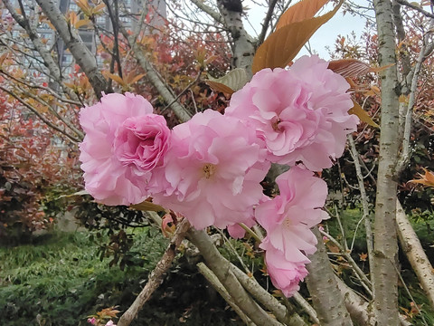 樱花特写