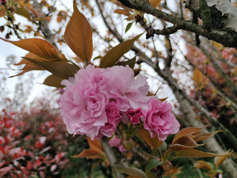 樱花