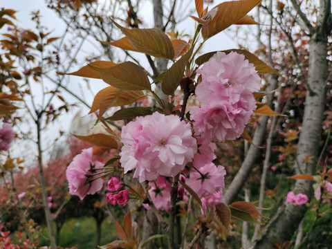 樱花