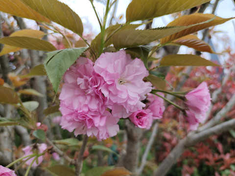 樱花