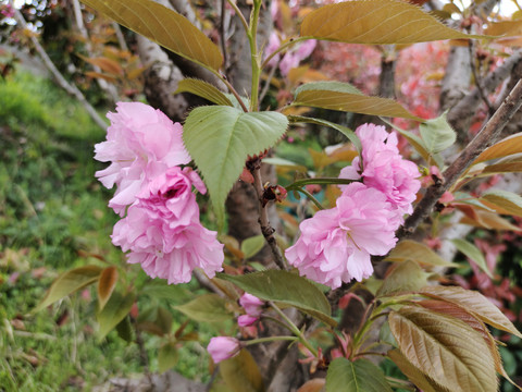 樱花