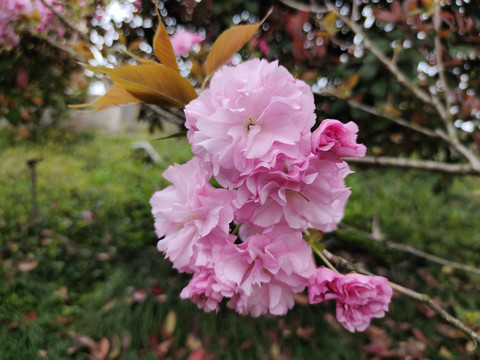 樱花特写