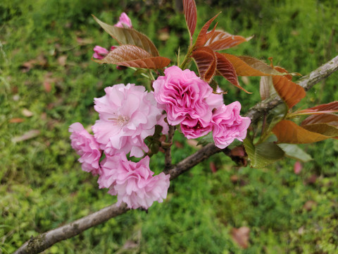 樱花