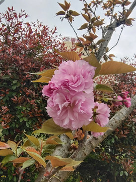 樱花