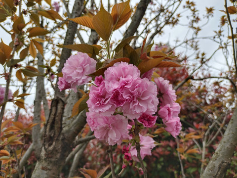 樱花